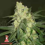 Medical Seeds Bluehell