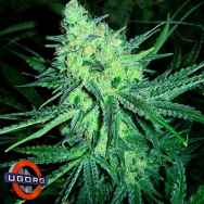 Underground Originals Seeds Blues