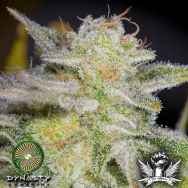 Dynasty Genetics Seeds Bluniverse