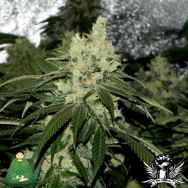 Bodhi Seeds Appalachian Thunderfuck