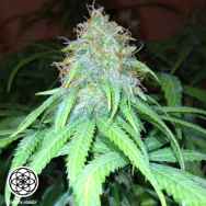 Bodhi Seeds Mango Hashplant