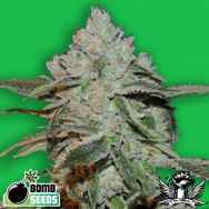 Bomb Seeds Atomic Bomb