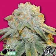 Bomb Seeds Bubble Bomb