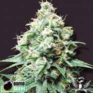 Bomb Seeds Kush Bomb