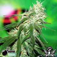 Bomb Seeds Buzz Bomb