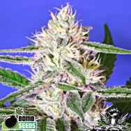 Bomb Seeds Edam Bomb AKA Cheese Bomb