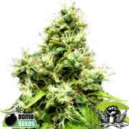 Bomb Seeds Medi Bomb #1