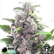 Bomb Seeds THC Bomb