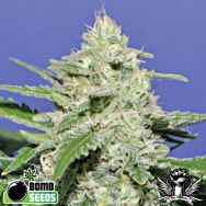 Bomb Seeds Widow Bomb