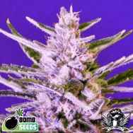 Bomb Seeds Ice Bomb