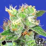 Bomb Seeds Medi Bomb #2