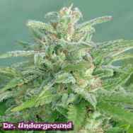 Dr. Underground Seeds Brooklyn Mango