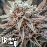 Brothers Grimm Seeds Killer Queen XX