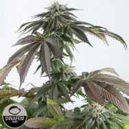 Dinafem Seeds Bubba Kush CBD