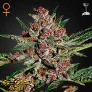 Green House Seeds Bubba Kush