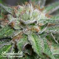 Humboldt Seed Organization Bubba Kush