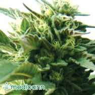 Medicann Seeds Bubba Kush