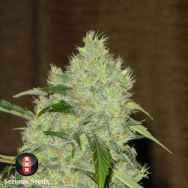 Serious Seeds Bubble Gum