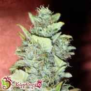 Dr. Krippling Seeds Bubba Yum AUTO AKA Bubba Gum AUTO