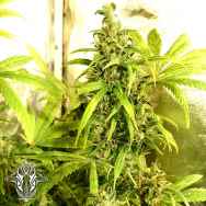 Holy Smoke Seeds BubbleGum Hash Plant