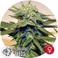 The Bulldog Seeds Bubblegum Kush