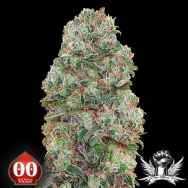 00 Seeds Bubblegum