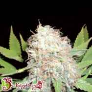 Dr. Krippling Seeds Bud Bud Bling Tingz