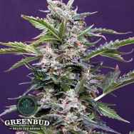Greenbud Seeds Budmaker AUTO
