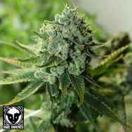 Rare Dankness Seeds Buford OG