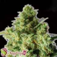 Dr. Krippling Seeds Bulk Smash AUTO