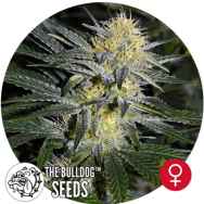 The Bulldog Seeds Bullshark