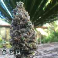 CBD Seeds CBD Amnesia