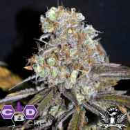 CBD Crew Seeds Critical Mass