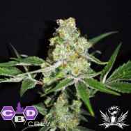 CBD Crew Seeds CBD Indica Mix