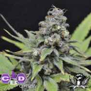 CBD Crew Seeds Shark Shock