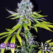 CBD Crew Seeds Yummy