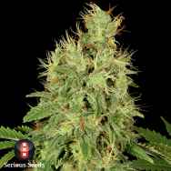 Serious Seeds CBD Chronic