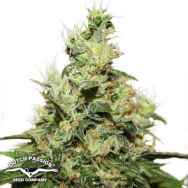 Dutch Passion Seeds CBD Kush