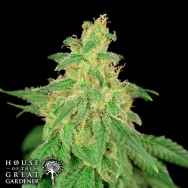 House of the Great Gardener Seeds CBD Rene