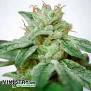Ministry of Cannabis CBD Star