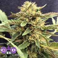 CBD Crew Seeds CBD Therapy