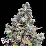 Conscious Genetics Pink Quavers