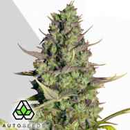 Auto Seeds Wedding Cake