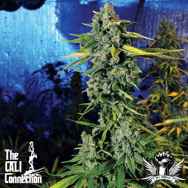 Cali Connection Seeds Blue Dream Haze