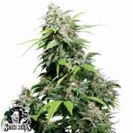 Sensi Seeds California Indica