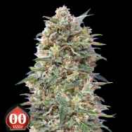 00 Seeds California Kush