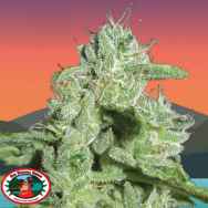 Big Buddha Seeds California Orange Cheese