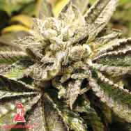 Medical Seeds Canadian Kush