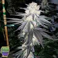 GrandDaddy Purple Seeds Candyland