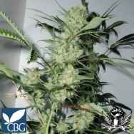 Cannabiogen Seeds Leshaze